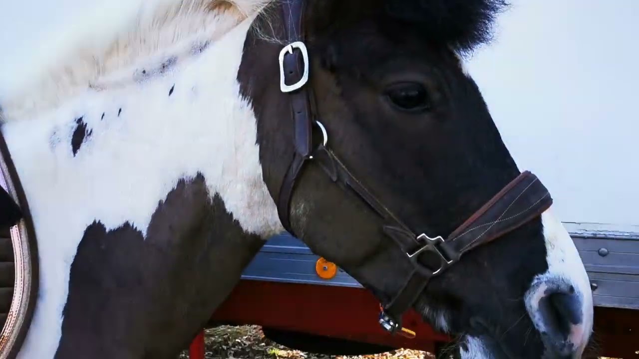 [Equitation]Journée Concours avec nous