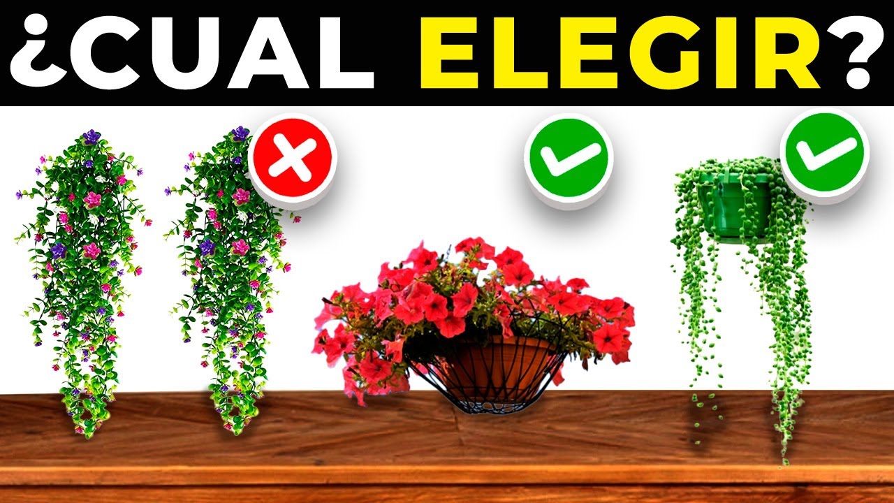😮 Las 5 MEJORES PLANTAS COLGANTES de EXTERIOR 2025 | PLANTAS COLGANTES de JARDÍN