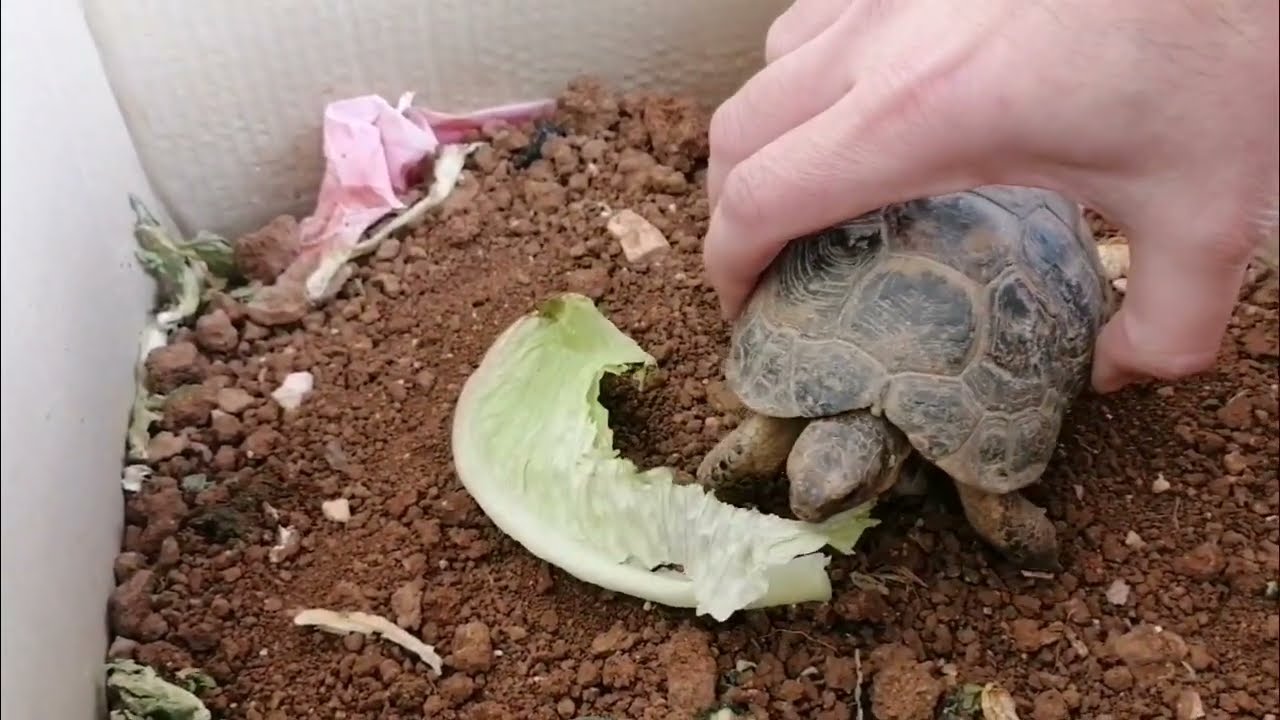 Turtle Eating Amazing! سلحفاتي تأكل 🐢🥬😁
