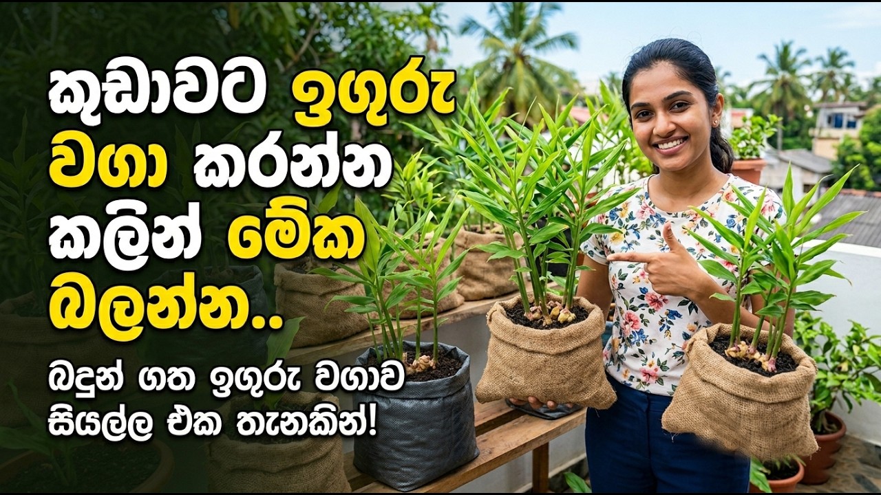 යූ ටියුබ් බලලා මම කරපු ඉගුරු වගාව -01
