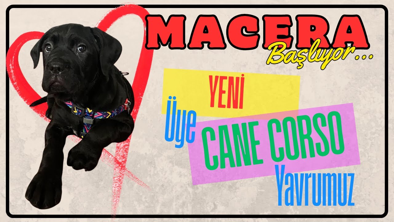 Macera Başlıyor. Yeni yavru heyecanı! #dogs #viralvideo