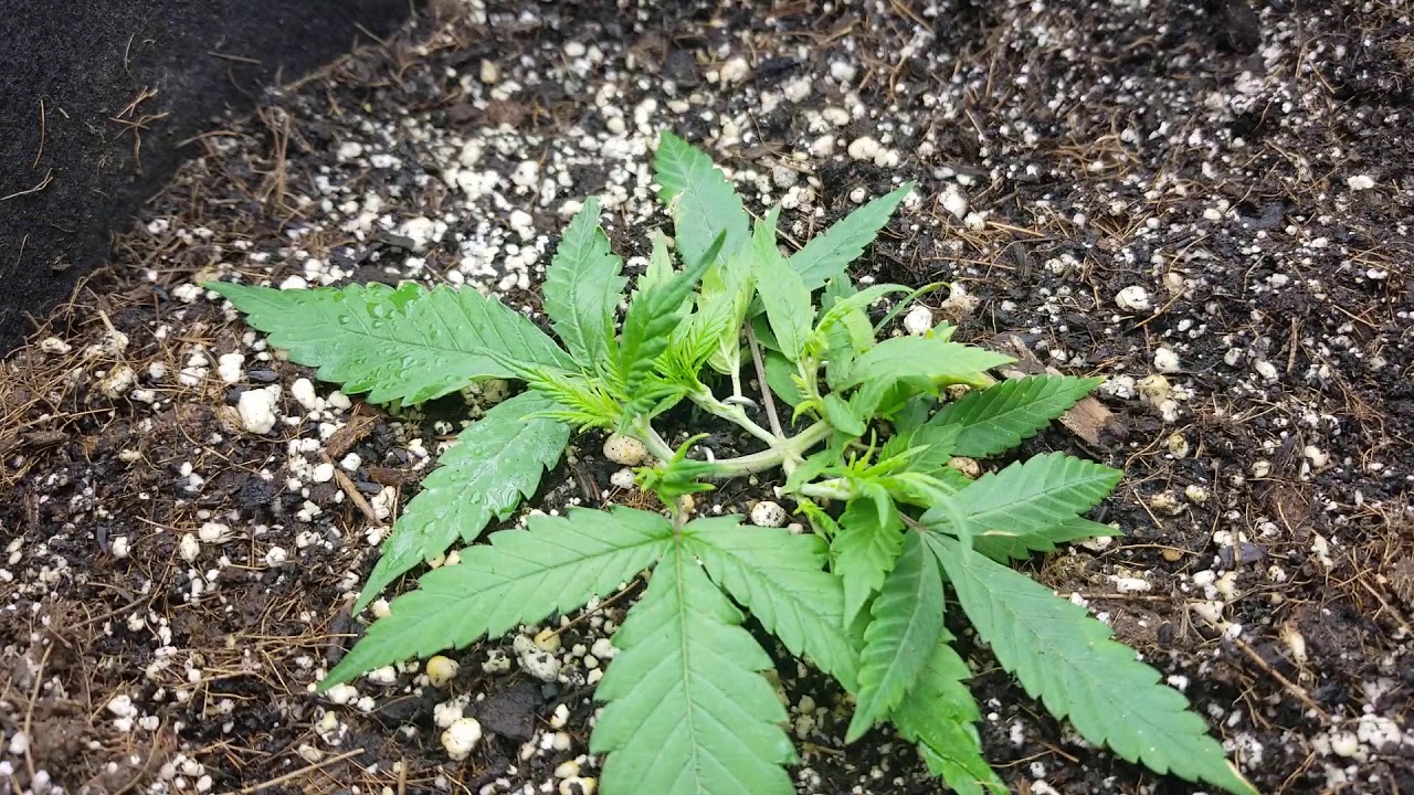 All Organic Cannabis  Grow