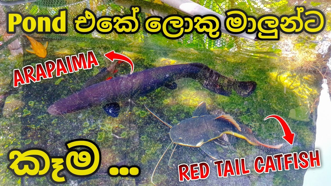 Pond එකේ යෝධ මාලුන්ට කෑම 🥩 | Monster Fish Hand Feeding Time ❤️ Arapaima & Red Tail Catfish 💥