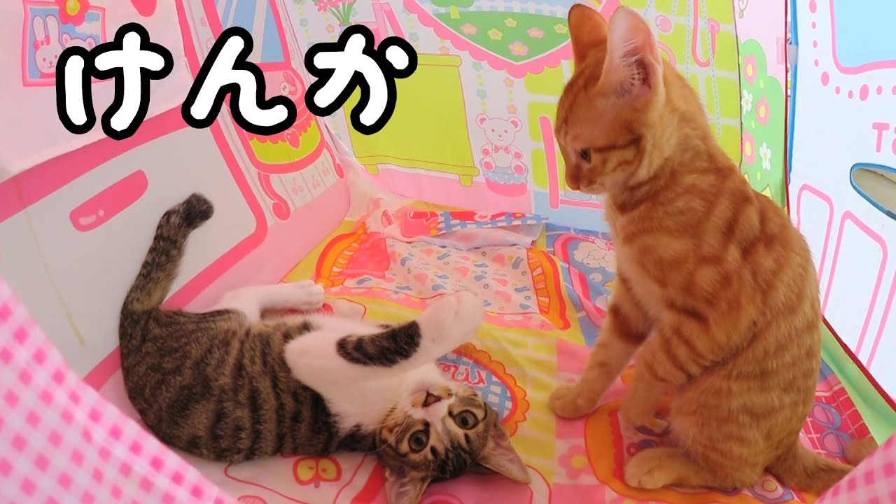 ●普段遊び●ルイ君とくるみちゃん大喧嘩！？メルちゃんのおうちを取り合い？