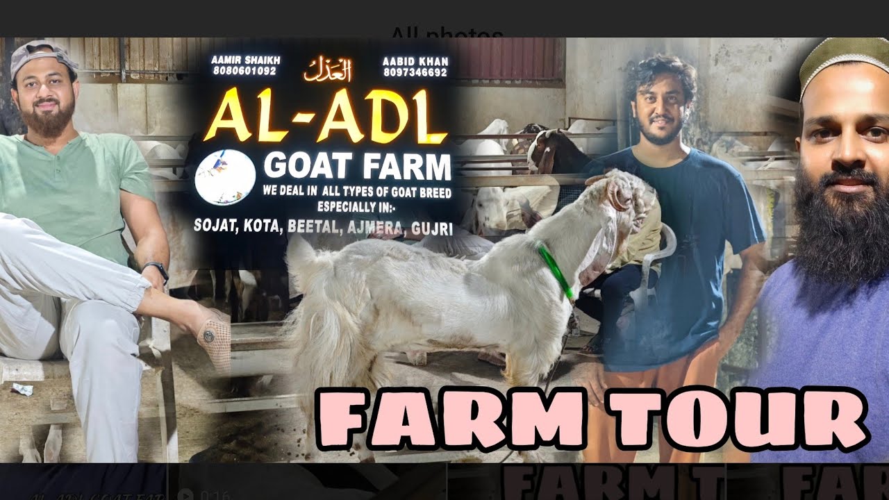 AL ADL GOAT FARM FULL TOUR WITH DETAILS AND PALAI RESULTS 🇮🇳🐐HAQSE BAKREBAAZ