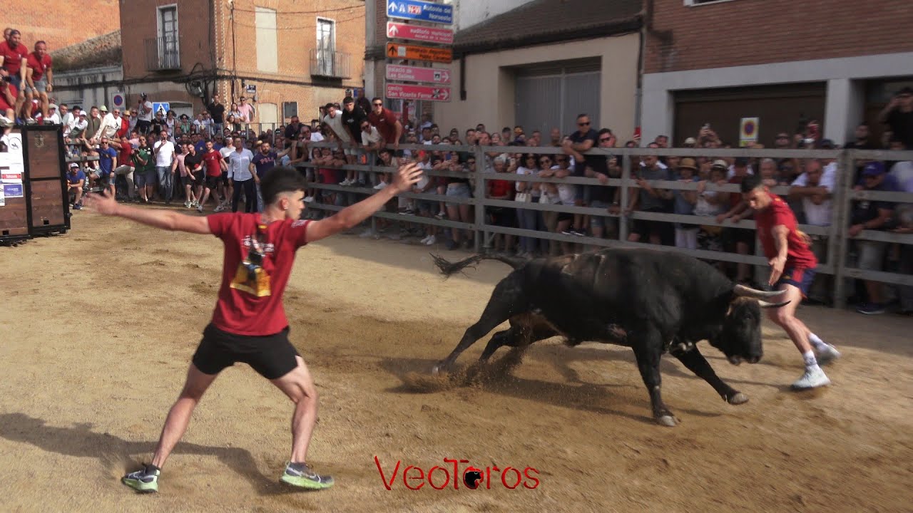 Medina del Campo, 2025  sede del II Congreso Toro de Cajón, tarde