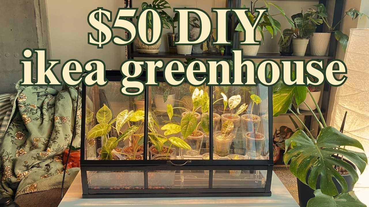 Преображение мини-теплицы IKEA ÅKERBÄR 💫 Идеальное место для моих алокасии 💗🌱