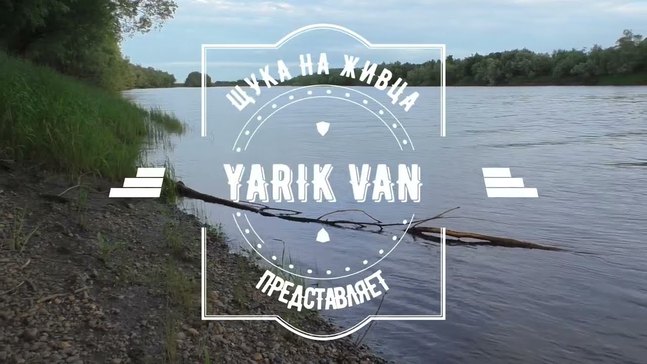 Щука на живца! Pike on live bait!