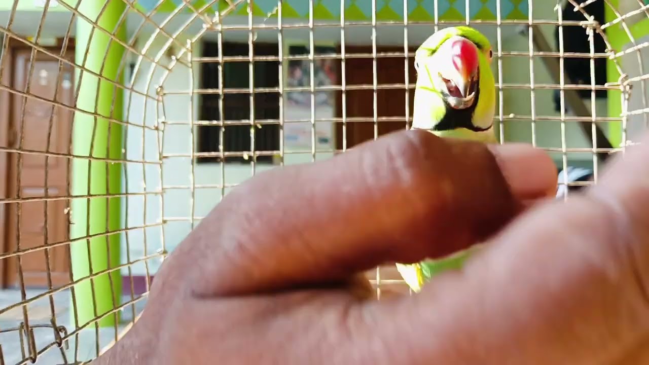 आपको हम भाइयों का खेल बा