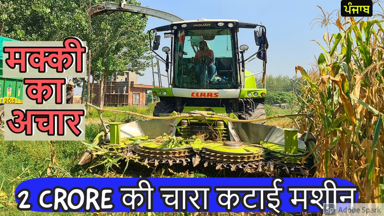 Corn Silage information  |Silage Making process in india | मक्की का अचार | Dairy farm|CLAAS JAGUAR
