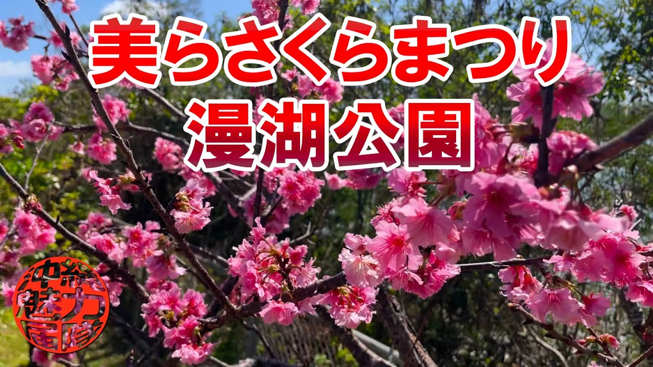 【漫湖公園】第18回 那覇美らさくらまつりを漫湖公園に見に行った！