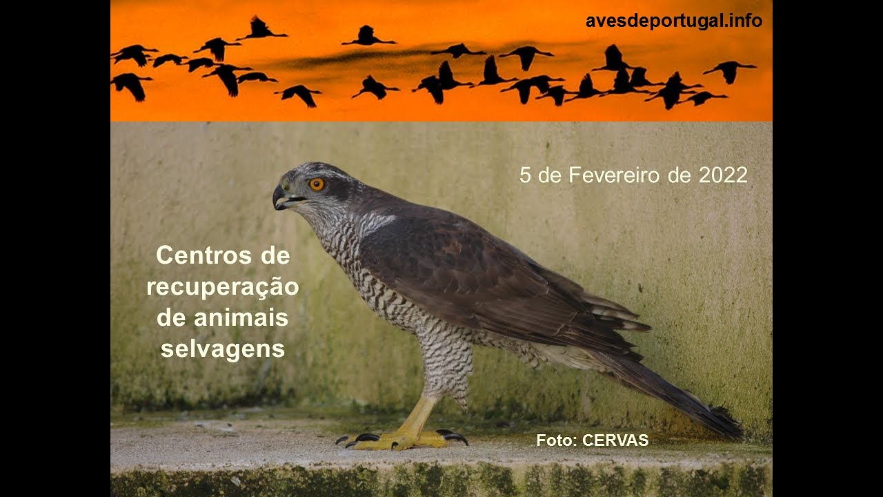 Centros de Recuperação de Animais Selvagens