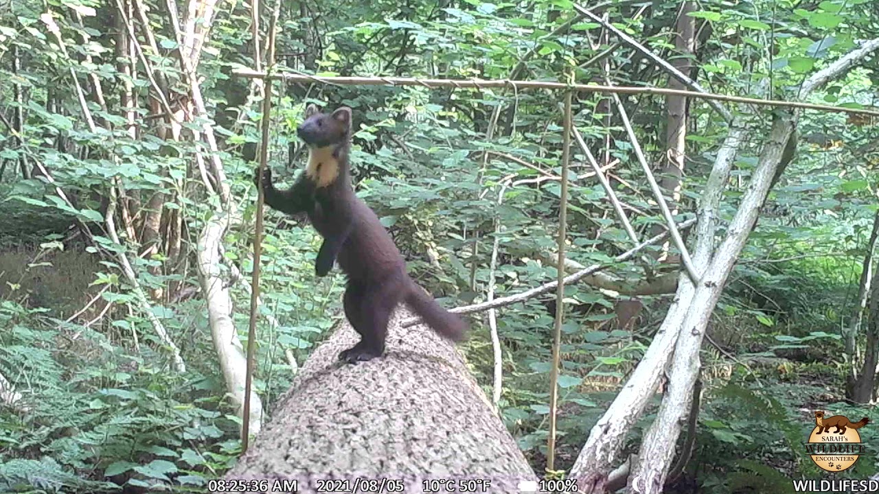 Trail camera highlights / August 2021 - Pine marten, sparrowhawk, polecat, buzzard, tawny owl