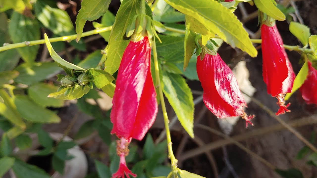 Terrace Gardening With Harish is live