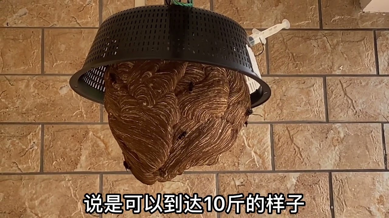 农村又一新型赚钱养殖业，养到10斤赚1000元，看看是养殖什么的