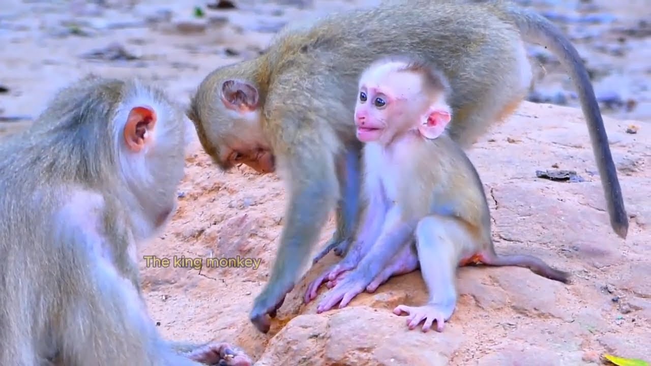 Tiny baby monkey Leo cries asking milk.
