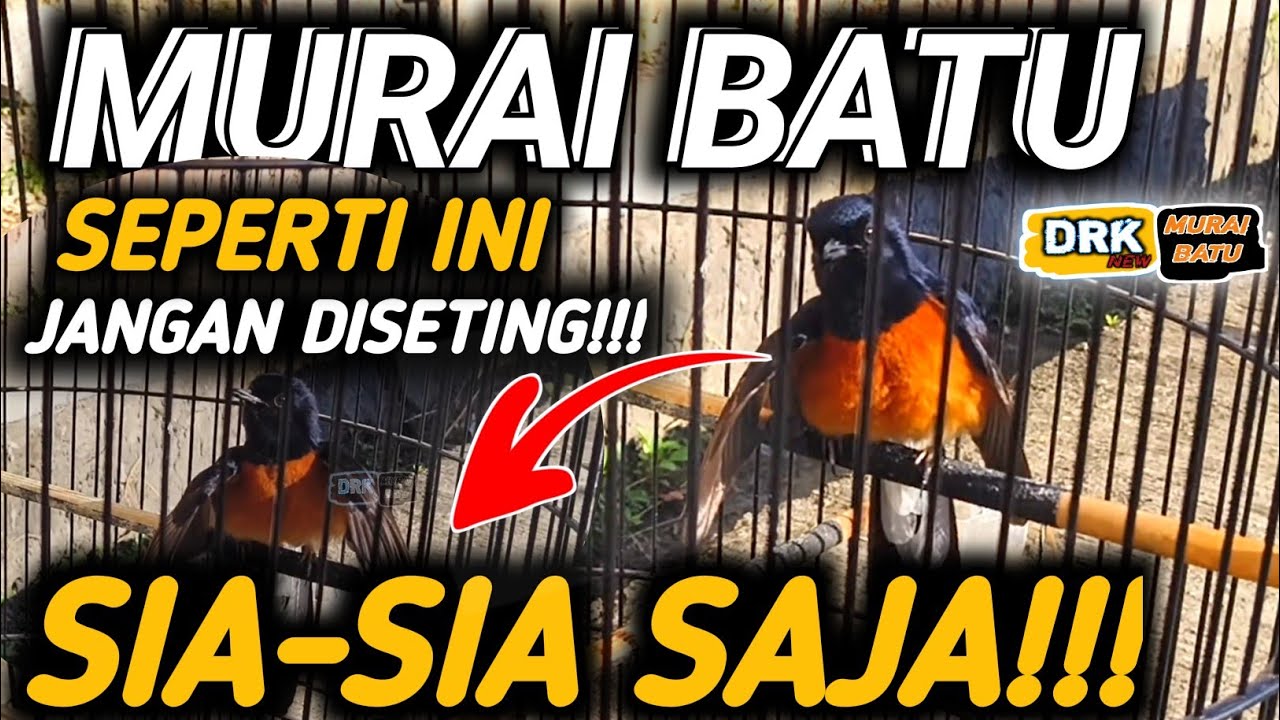 STOP !! MURAI BATU SEPERTI INI JANGAN DISETING !! SIA- SIA SAJA