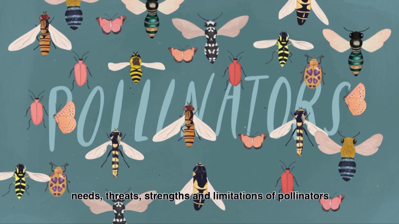 Urban Syrphid Flies By Manuel Lequerica - 2019 Visualise your Thesis