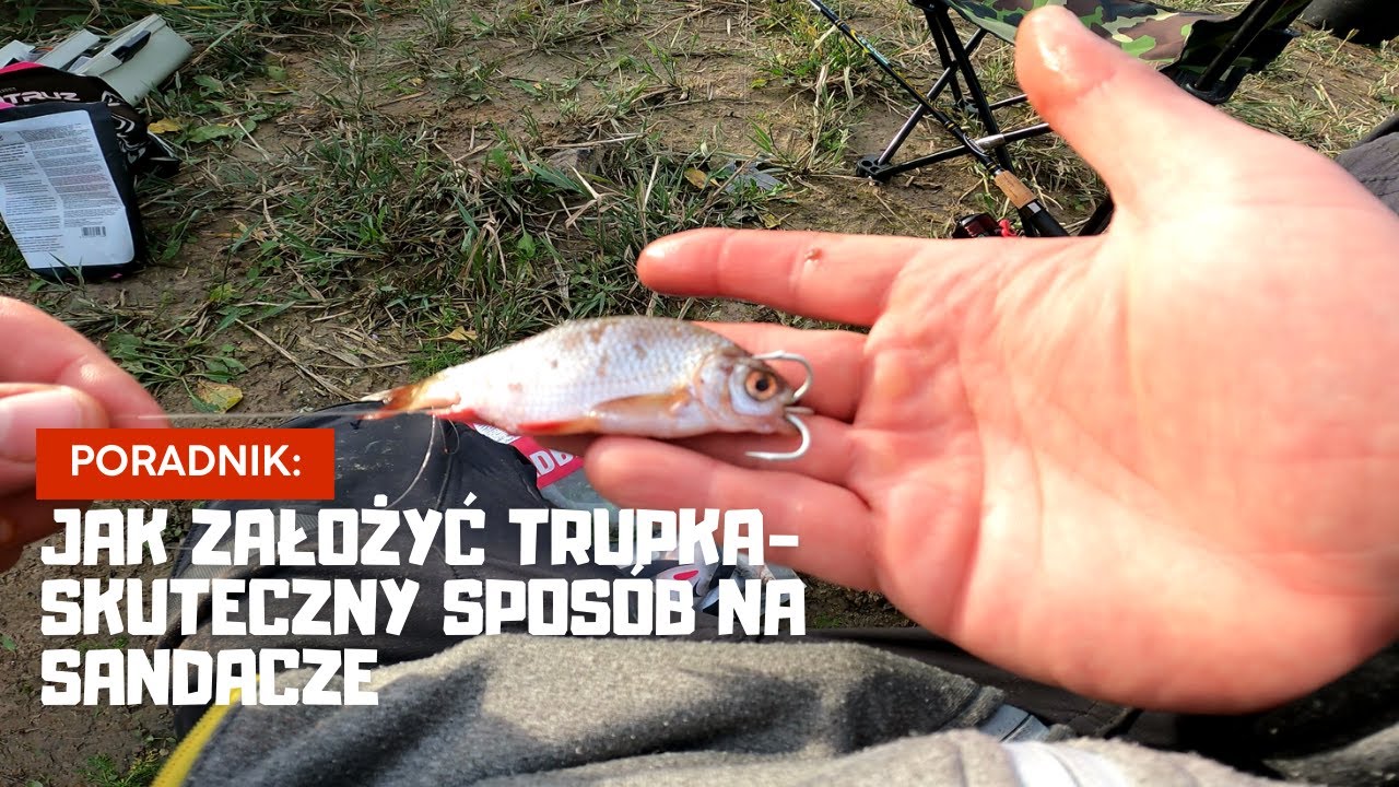 JAK ZAŁOŻYĆ TRUPKA-SKUTECZNY SPOS&Oacute;B NA SANDACZE