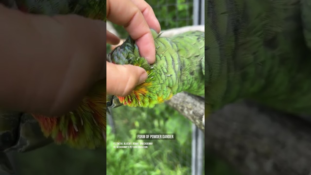 Plenty of pinfeathers to pick - perfect! #featherpreening #parrotfeathers