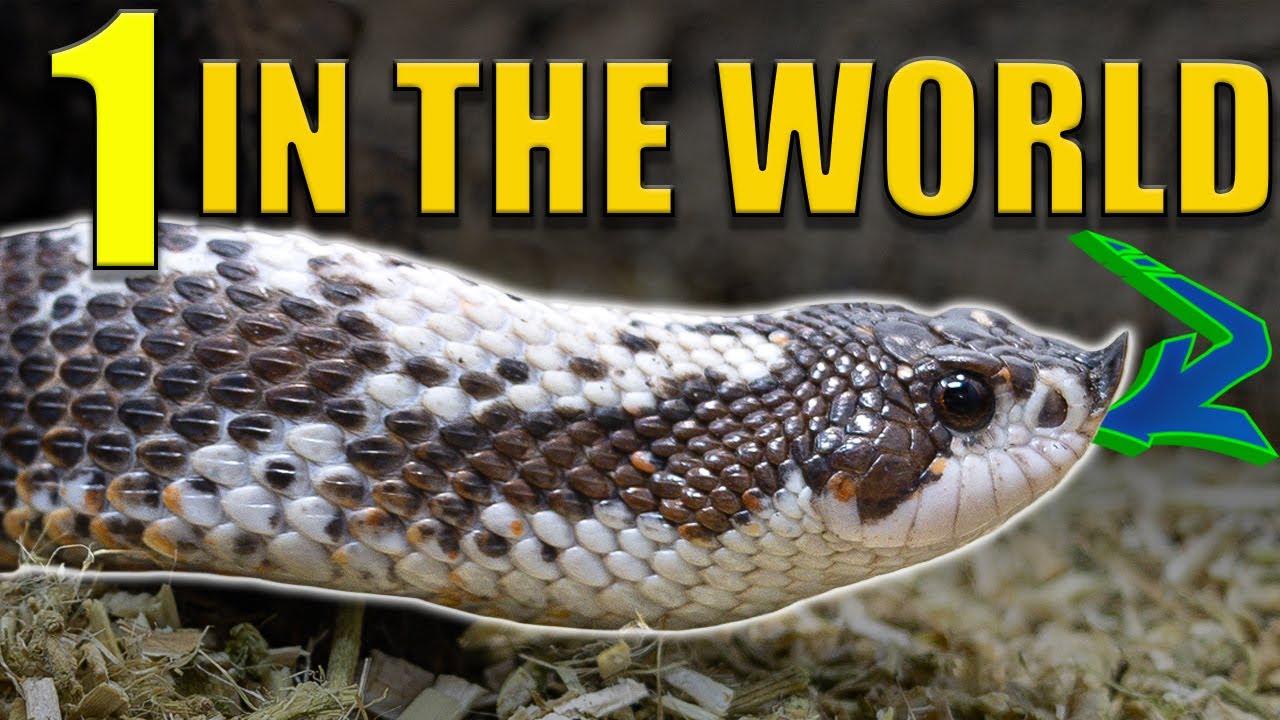 All our pet HOGNOSE SNAKES! Colubrid tour and Brumation!