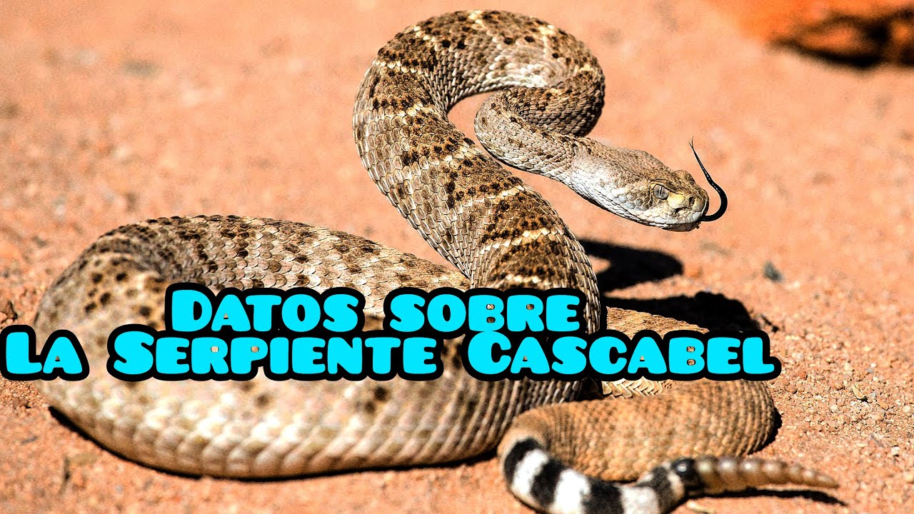 5 Datos FASCINANTES sobre la Serpiente de cascabel que Debes Conocer