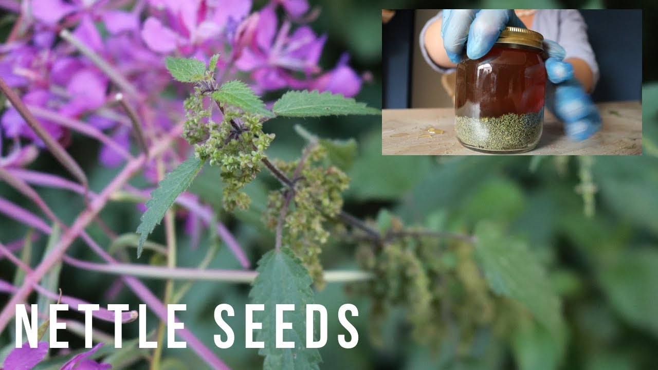 Foraging Nettle Seeds | Nettle Honey | Claire Inspiros