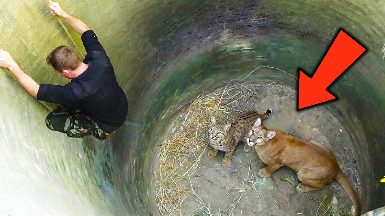 Risking His Life, He Climbed Into a Well to Save a Bobcat and Cougar—What Followed Stunned Everyone