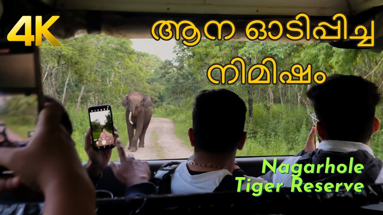 കബിനി  സഫാരി | Nagarhole Tiger Reserve | 4K | Budget Stay | Forest safari | Karnataka