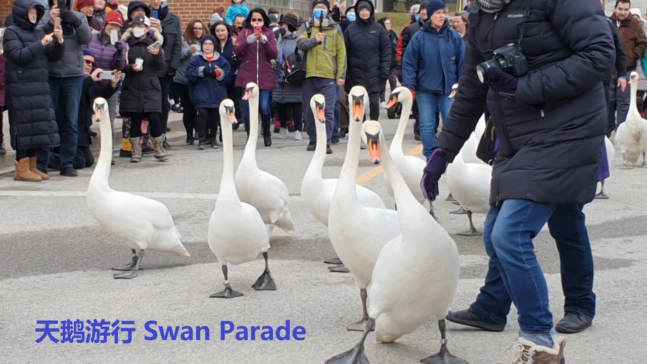 Canada City of Stratford Tradition: Swan Parade 加拿大小镇民俗：天鹅游行