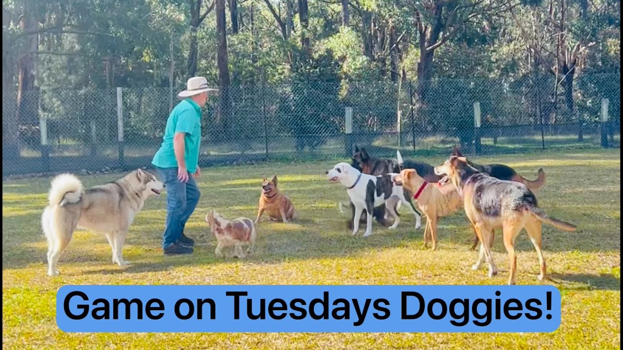 A beautiful day☀️filled with animal antics🐕🤭