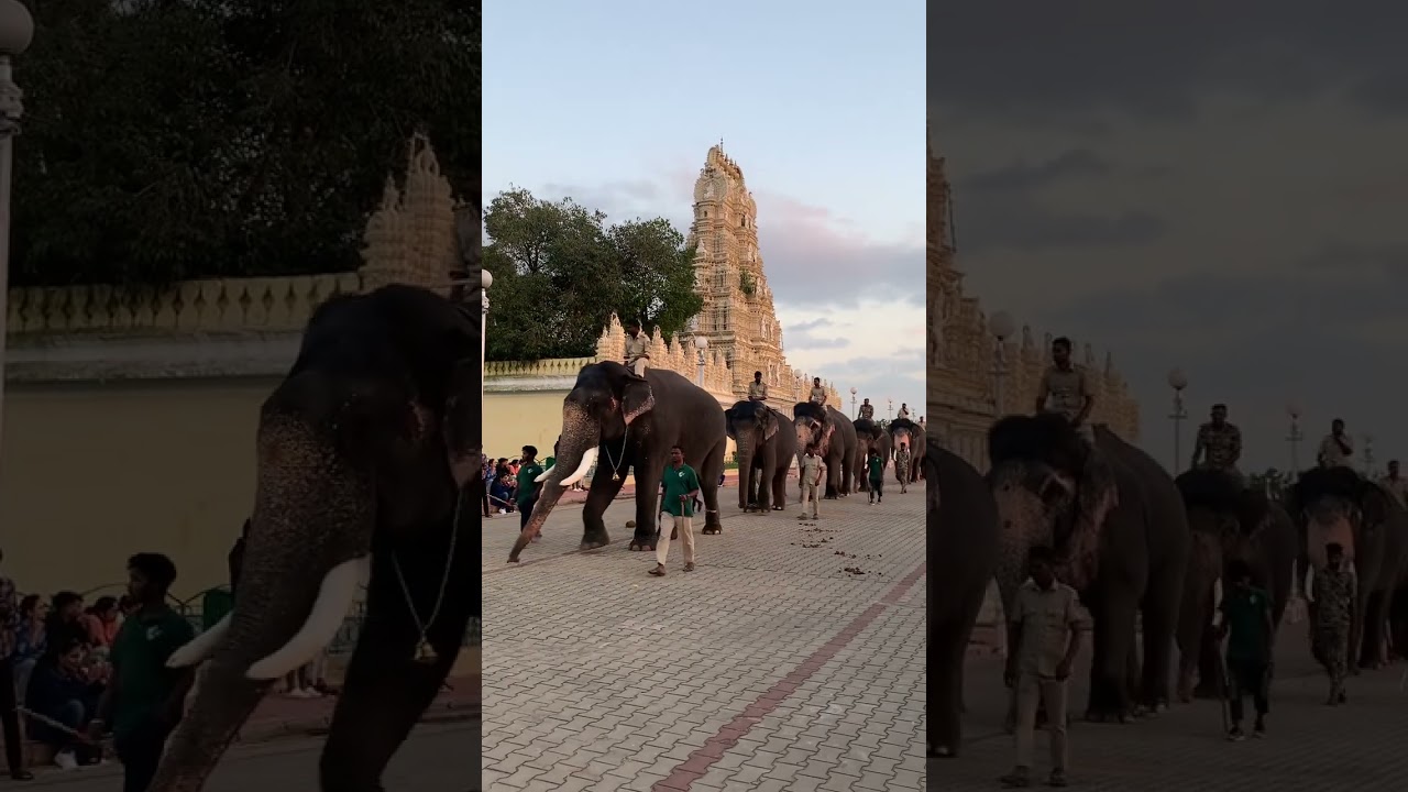 Full elephants ￼￼ rehearsal practice ❤️🧿🐘#elephant #mysurudasara2024 #travel #tourist #mysurupalac