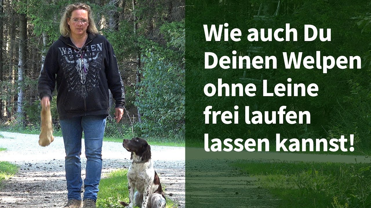 Welpenfreilauf ► Erfahre, wie auch Du Deinen Welpen ohne Leine frei laufen lassen kannst!