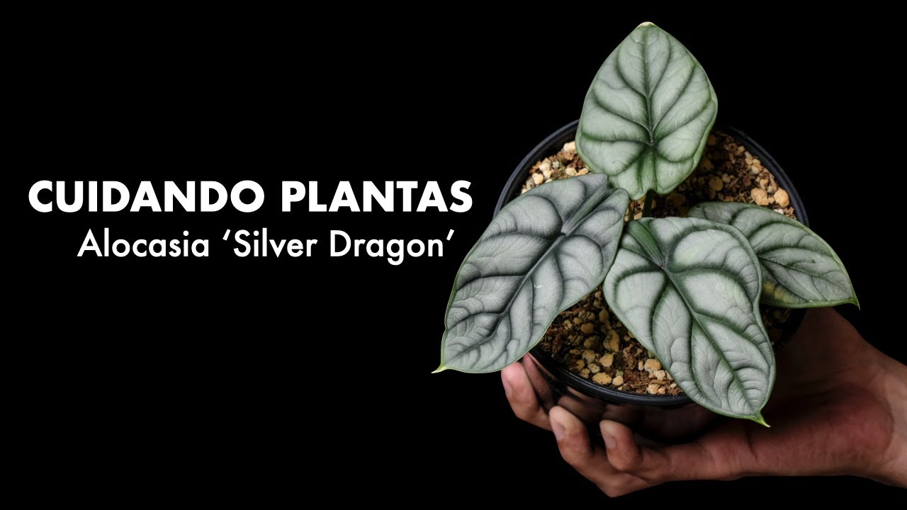 🌱 Cuidando Plantas: Alocasia Silver Dragon 🪴Te enseño mi rutina de cuidados para sea fantástica!