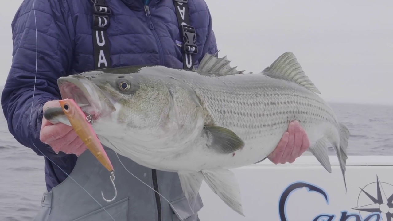 60 Second How-To: Topwater Stripers with Poppers