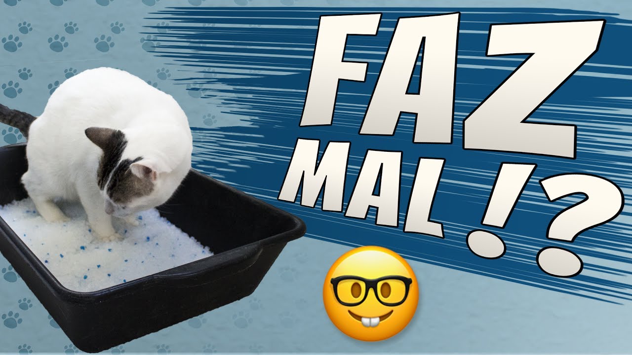 Areia Sílica faz Mal para os Gatos?