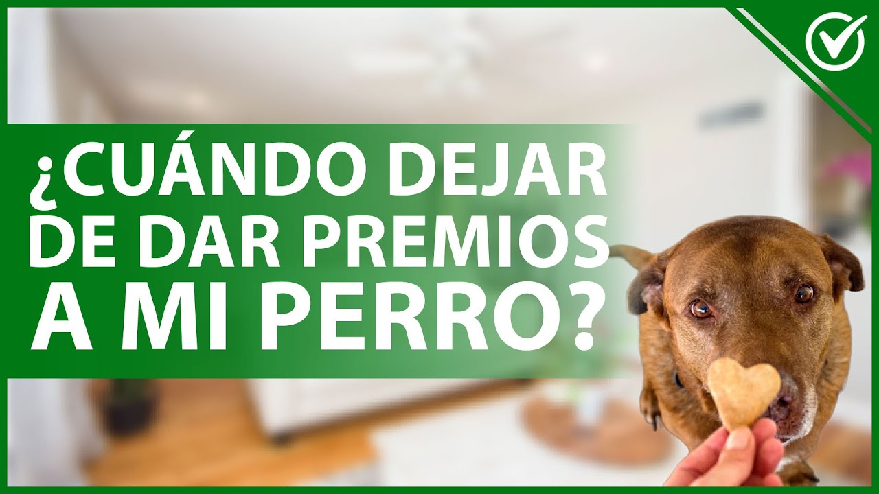 🐶 ¿Cuándo DEJAR de DAR PREMIOS a mi perro durante su entrenamiento? 🍬🐶