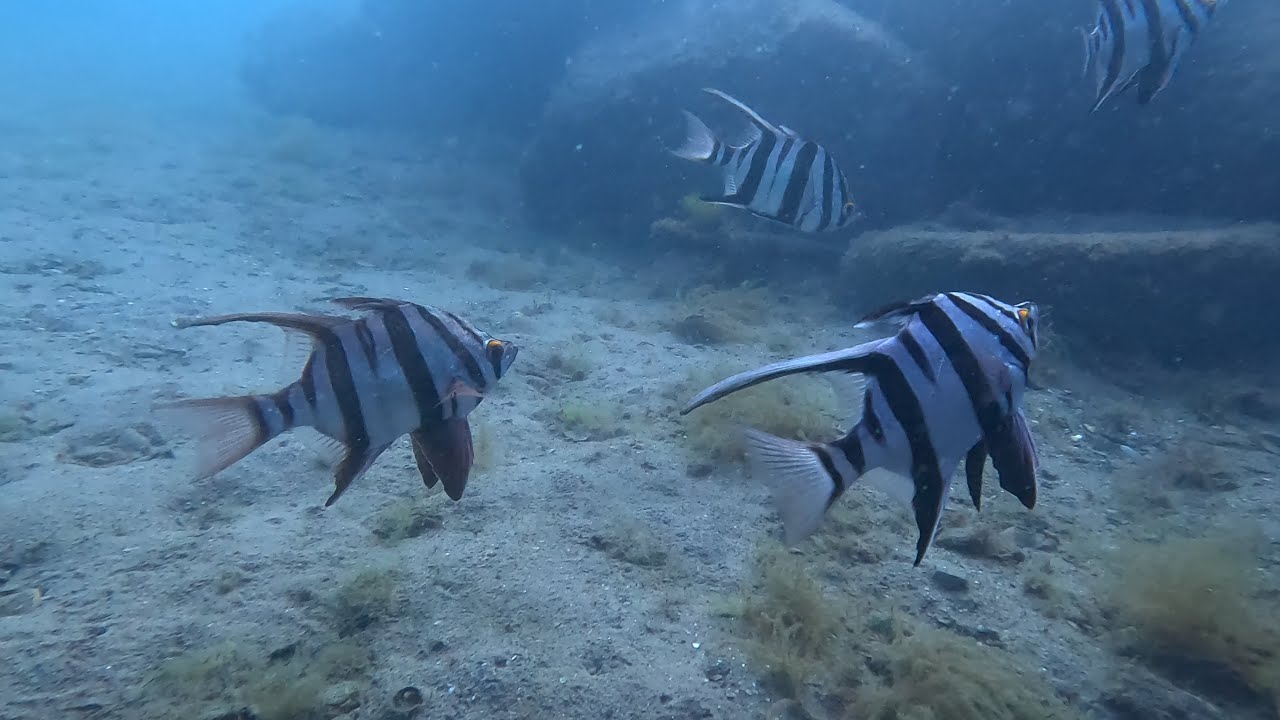 Diving Mornington Pier - 18 Dec 2025