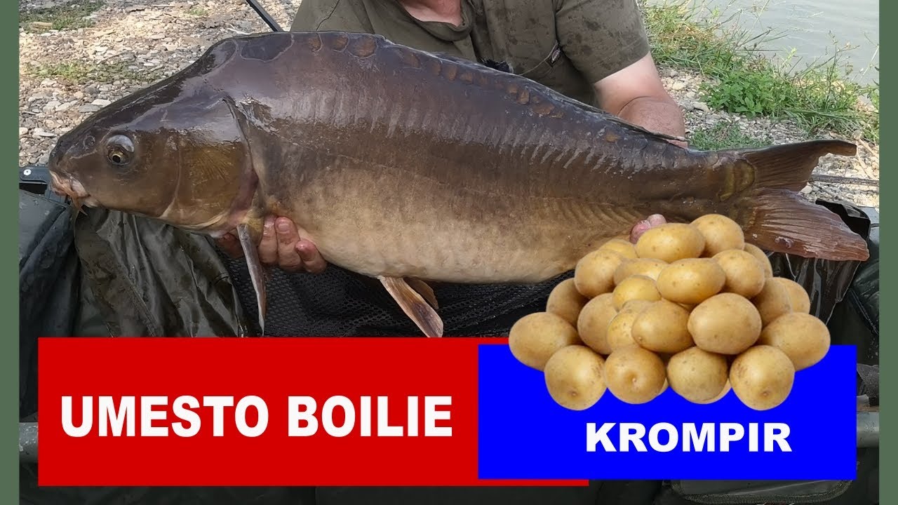 Pecanja šarana na krompiriće, Jekić Jezera, Obudovac, Bosna - September 8, 2023