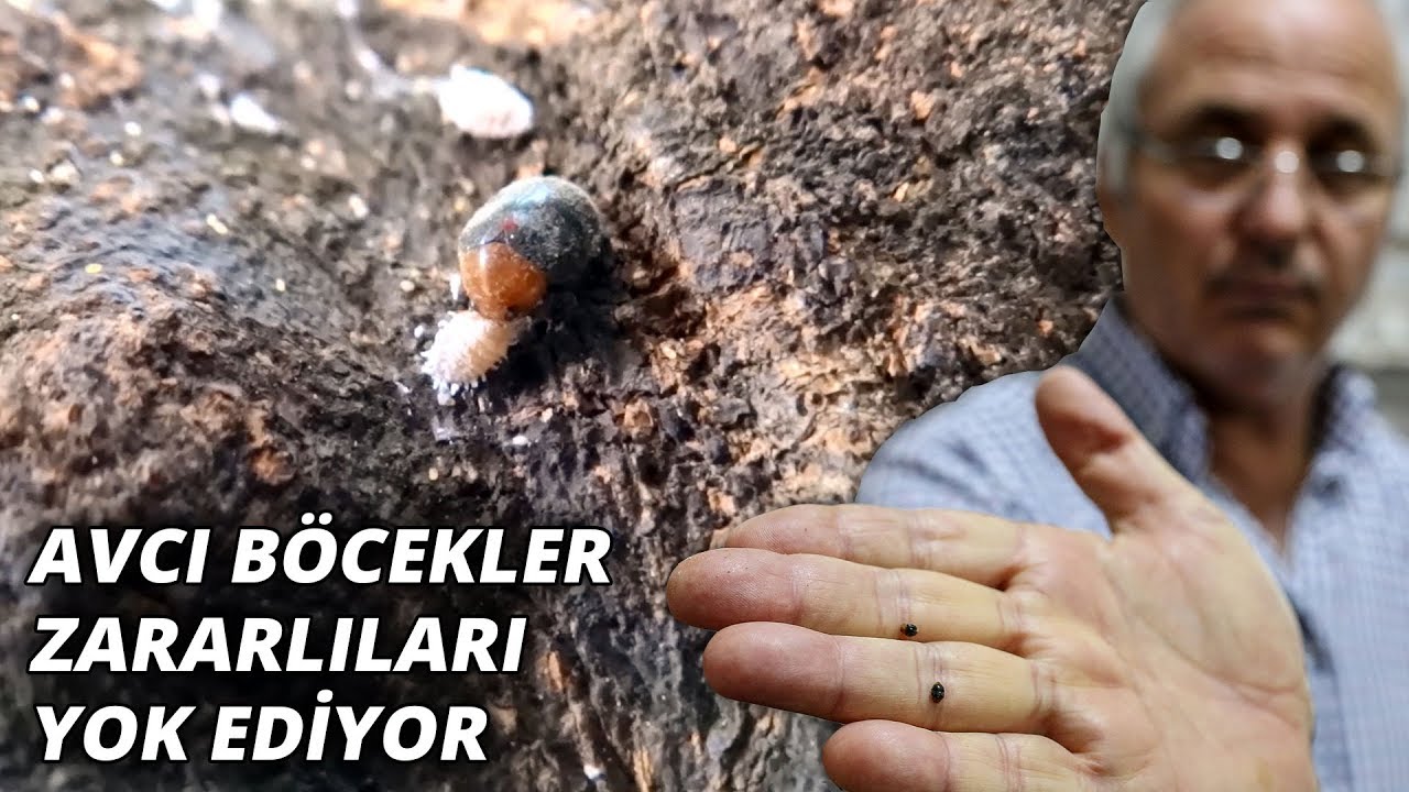 Narenciye ve nar ağaçlarını avcı böcek koruyor