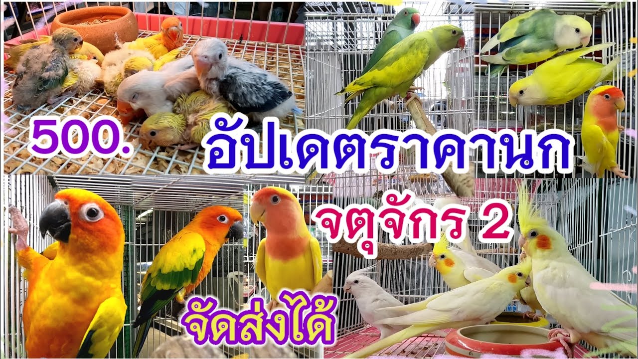 อัปเดตราคานก จตุจักร มีนบุรี ร้านวีณา นกสวยงาม จัดส่งได้ นกสวยๆ