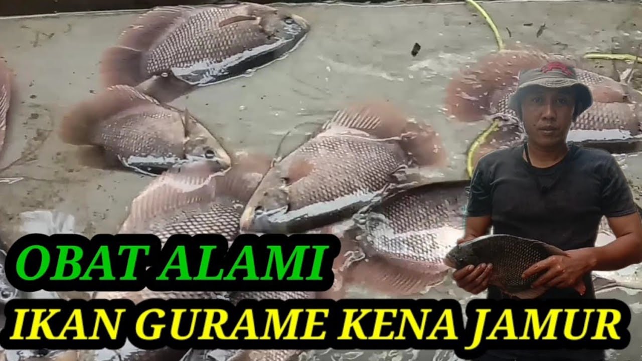 OBAT ALAMI|| IKAN GURAME KENA JAMUR