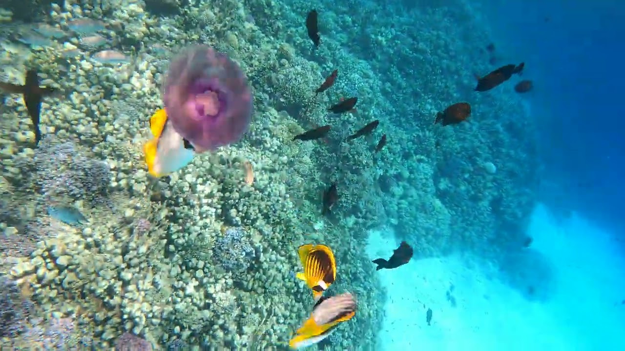 Coral Reefs in Marsa Alam