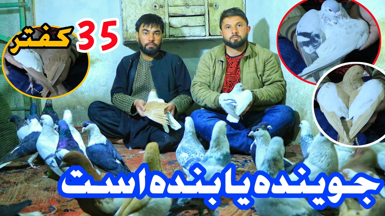 جوینده یابنده است- کفتر های ده بوری | خیل سطره تور فضل احمد سرک نو چهل ستون pigeon for sale ♥
