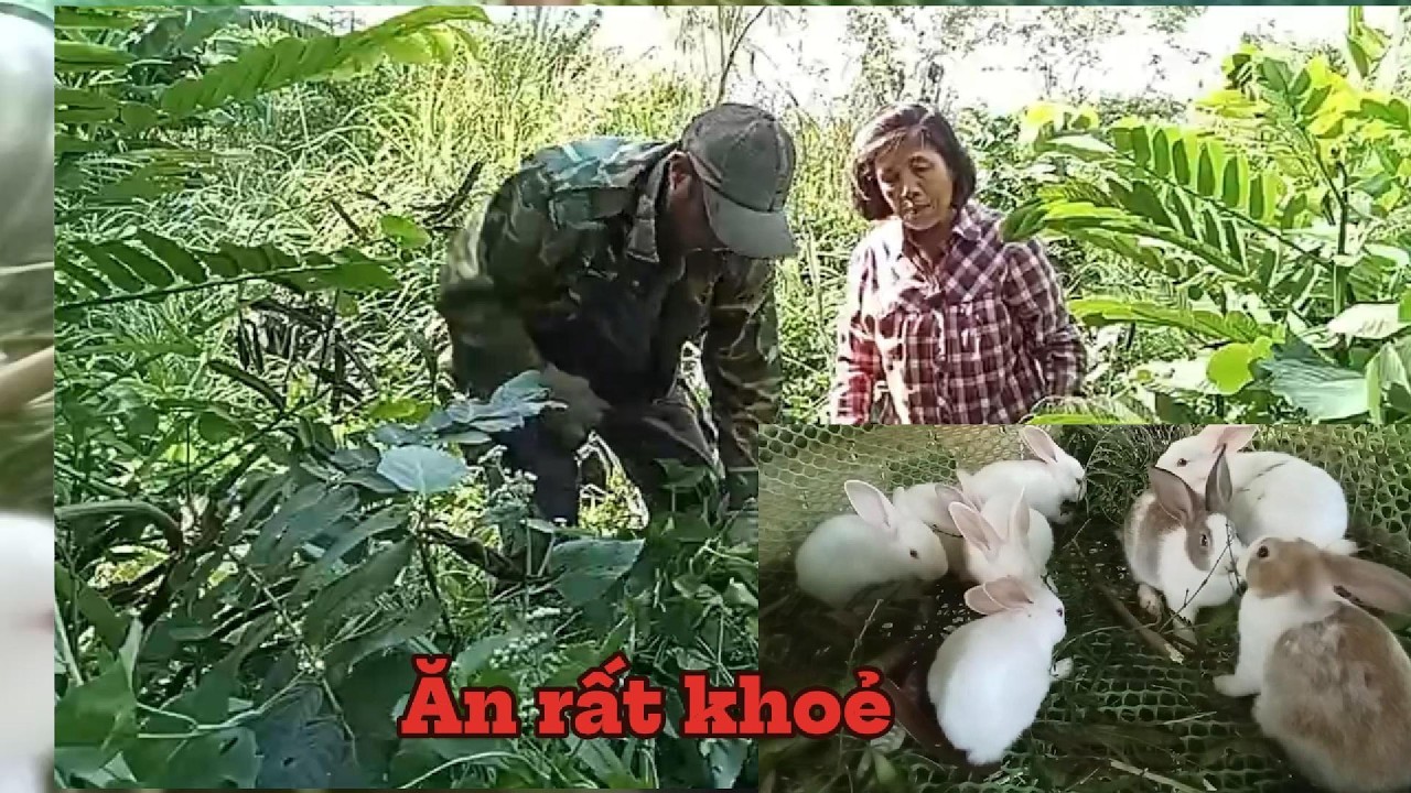 Năm mới cắt cỏ và tổng họp tất cả vật nuôi đang có.