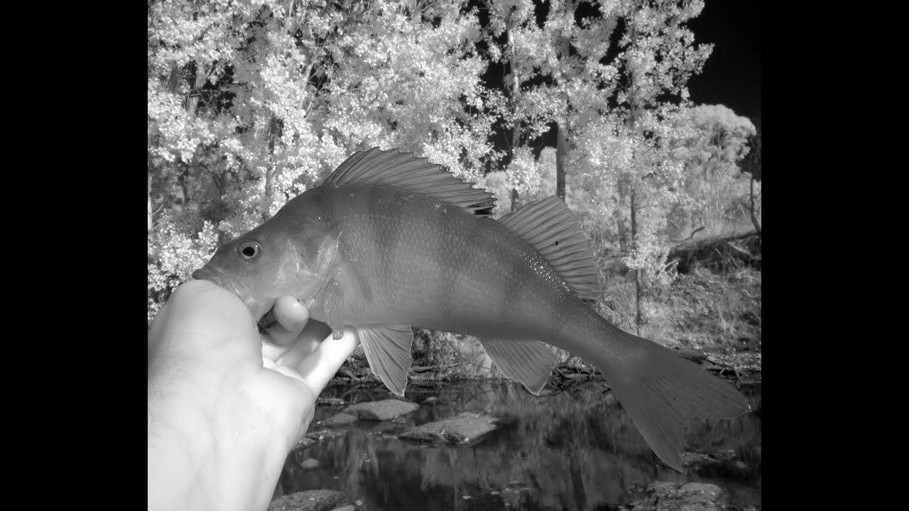 Redfin big and small, how to catch english perch