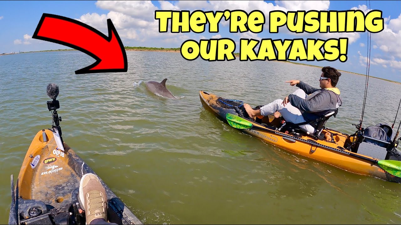 (S4 Ep158) Crazy Encounter with DOLPHINS while kayak fishing!