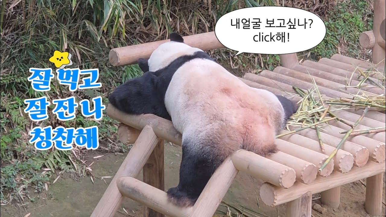 2026.03.12. 러바오의 하루