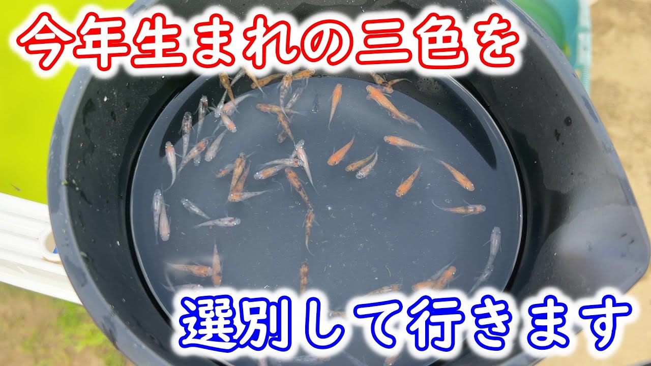 【めだか】三色を選別。親に使わない子をはプールに合流して貰います。Ｂ型おやじ