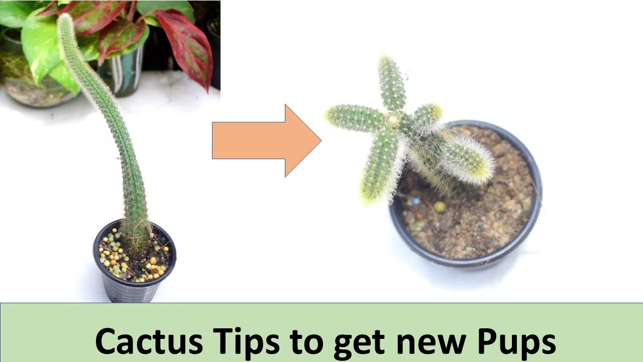 Cactus Care Tips -Part 01